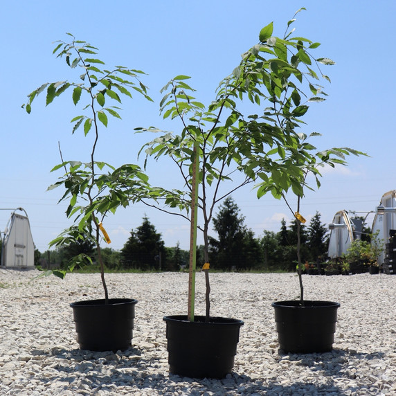 #5 American Beech (DISCOUNTED)