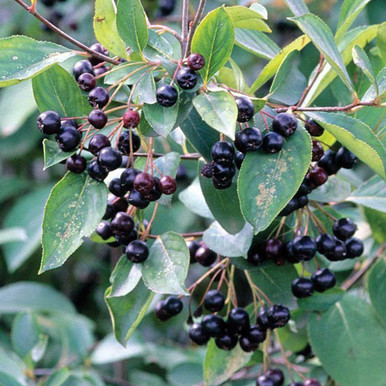 #5 Glossy Black Chokeberry (DISCOUNTED)