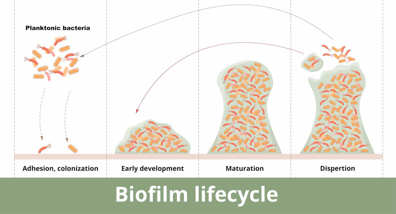 Biofilm formation