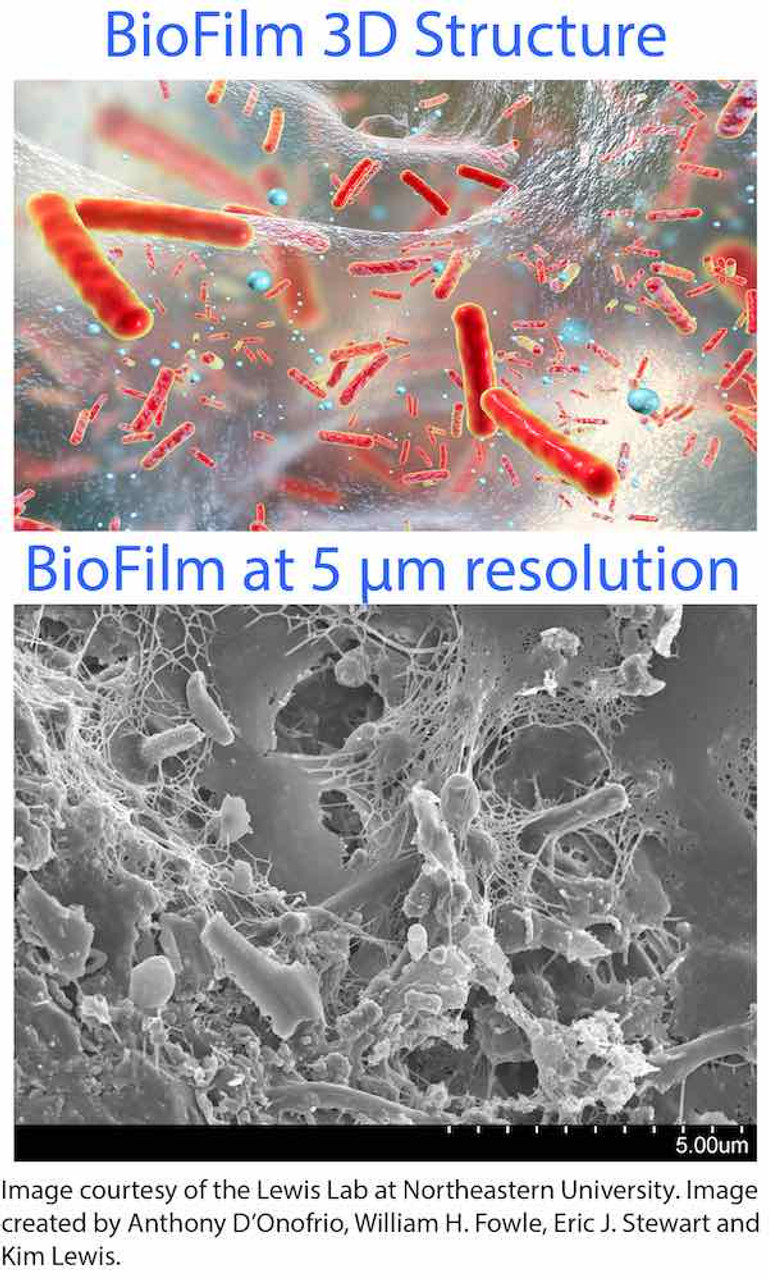 Candida nestled within biofilms on body surfaces.