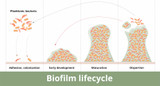 Biofilm formation