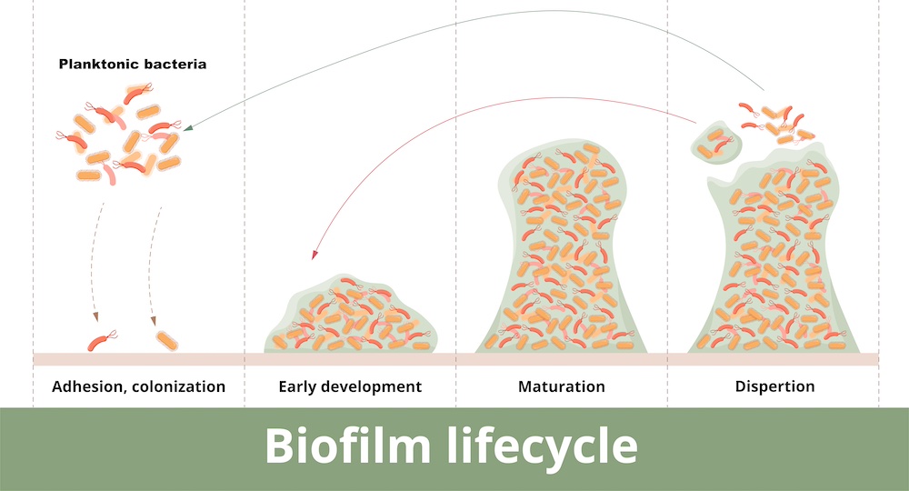biofilm-formation-01.jpg