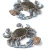 Crab Earring_ Blue