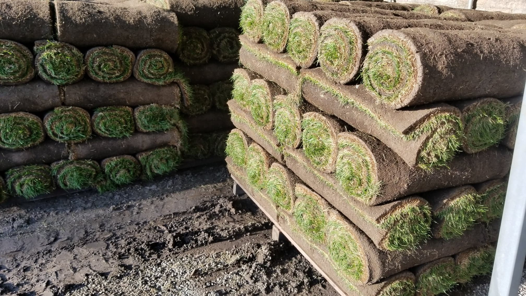 HD2000® Kentucky Bluegrass Sod