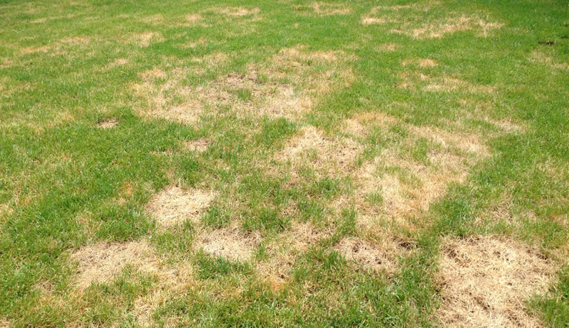 yellow patches on lawn