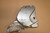 Front sprocket cover - Καλυμα μπροστινου γραναζιου XRV750 RD07