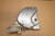 Front sprocket cover - Καλυμα μπροστινου γραναζιου XRV750 RD07