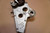 Rear brake caliper - Πισω δαγκανα φρενου XLV600 TRANSALP