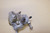 Rear brake caliper - Πισω δαγκανα φρενου SRX600 1JK