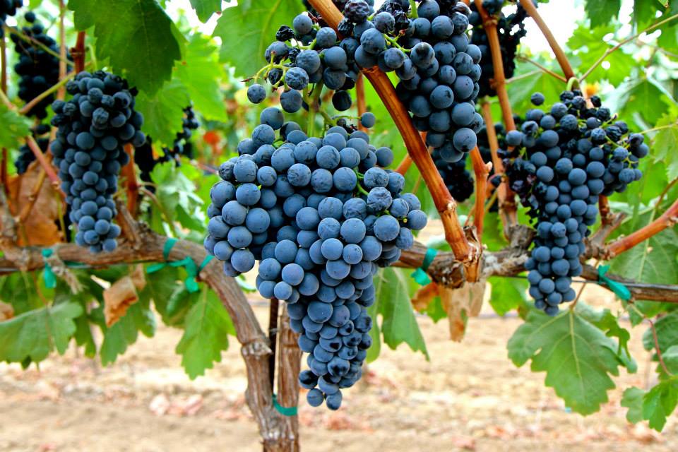 What is Tempranillo Wine? NapaCabs