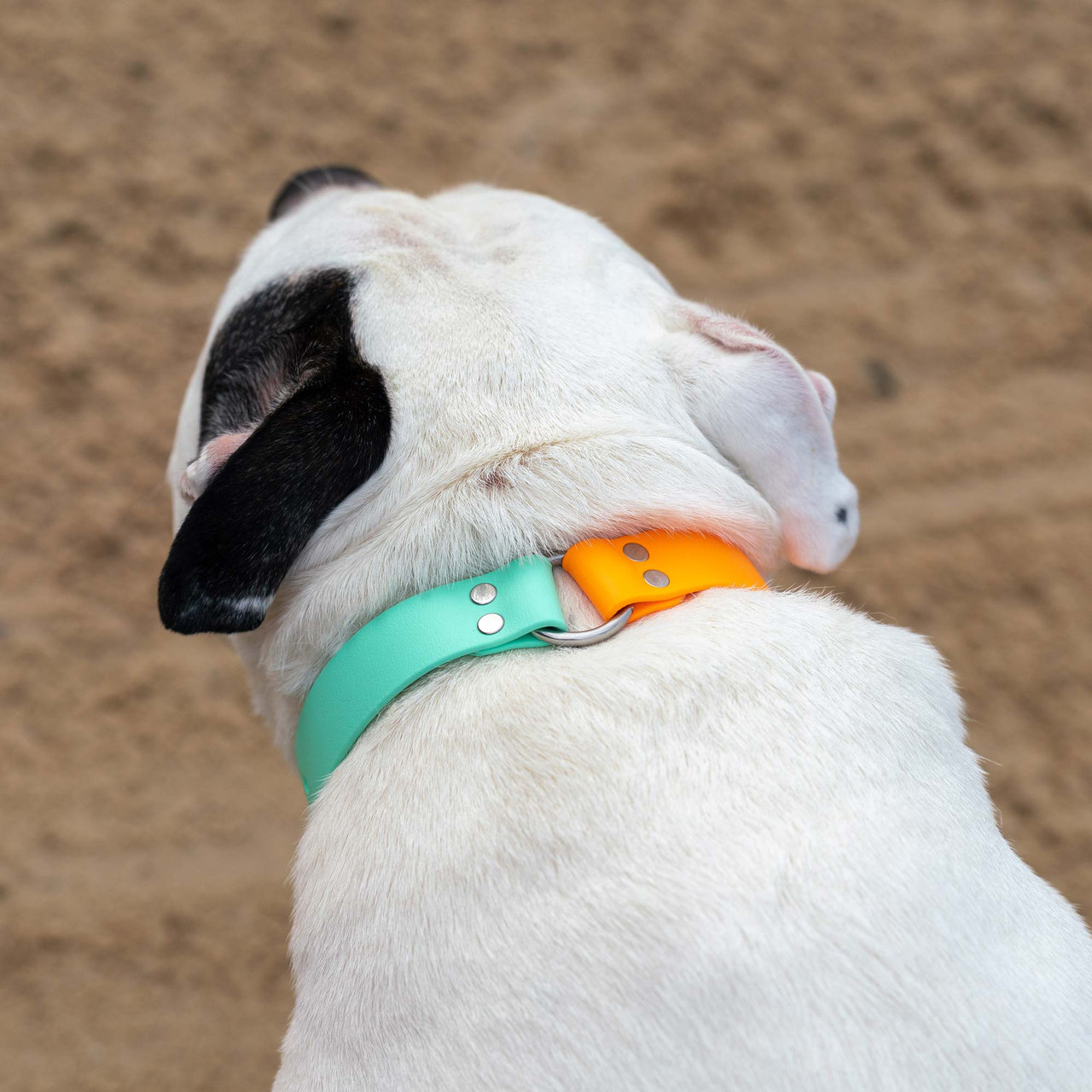 Shutterfly Pet Shutterfly Free Dog Tag Code Coupon Shutterfly Free