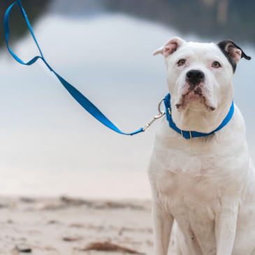 White dog with blue webbing martingale collar and blue webbing leash (with optional grab handle)