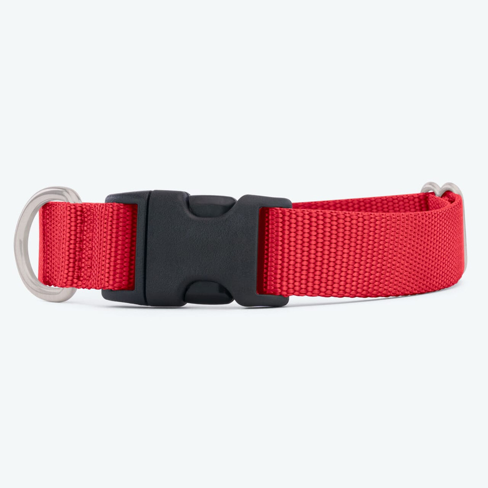 Webbing Dog Collar | If It Barks
