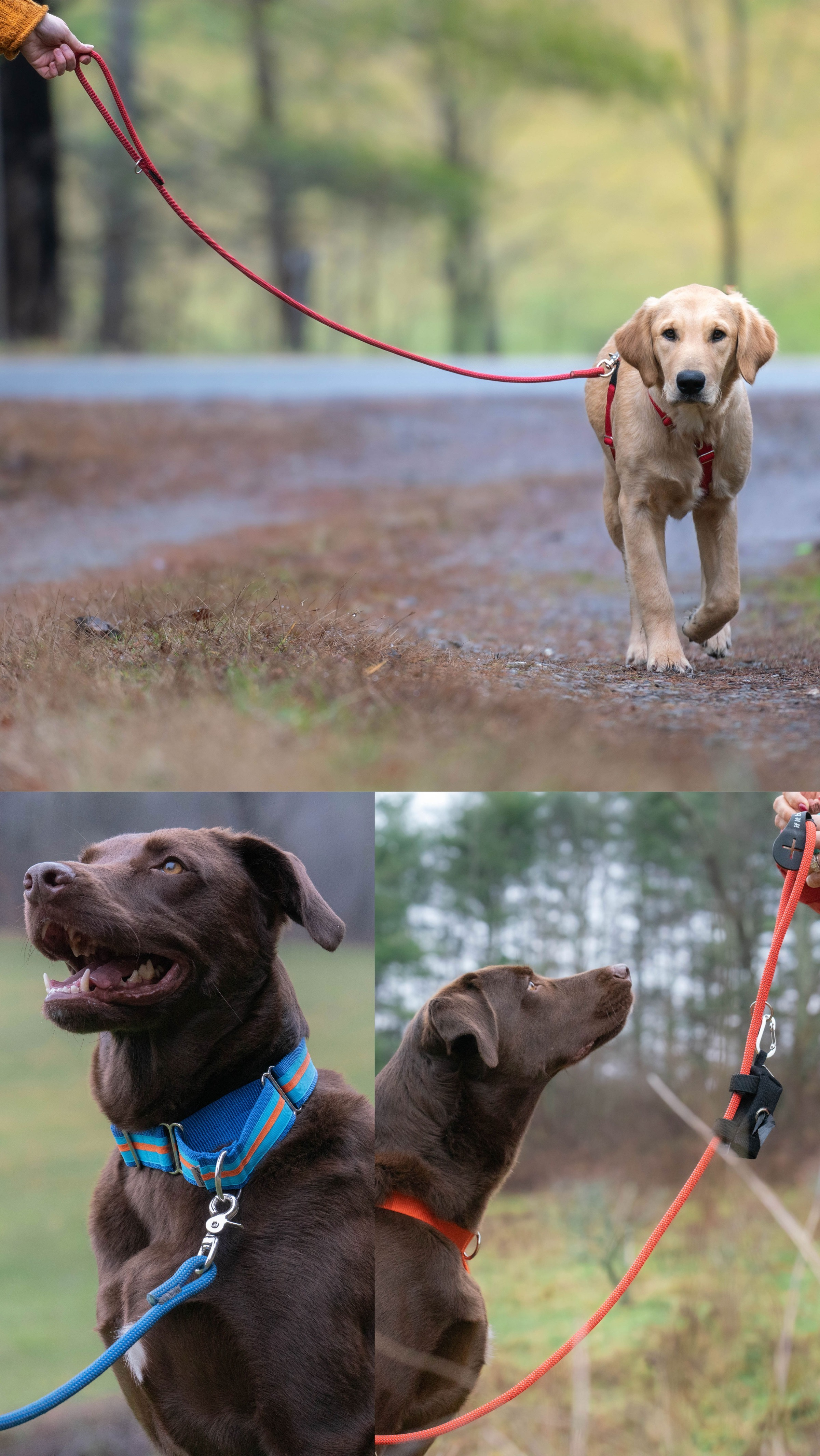 dogs with rope leashes