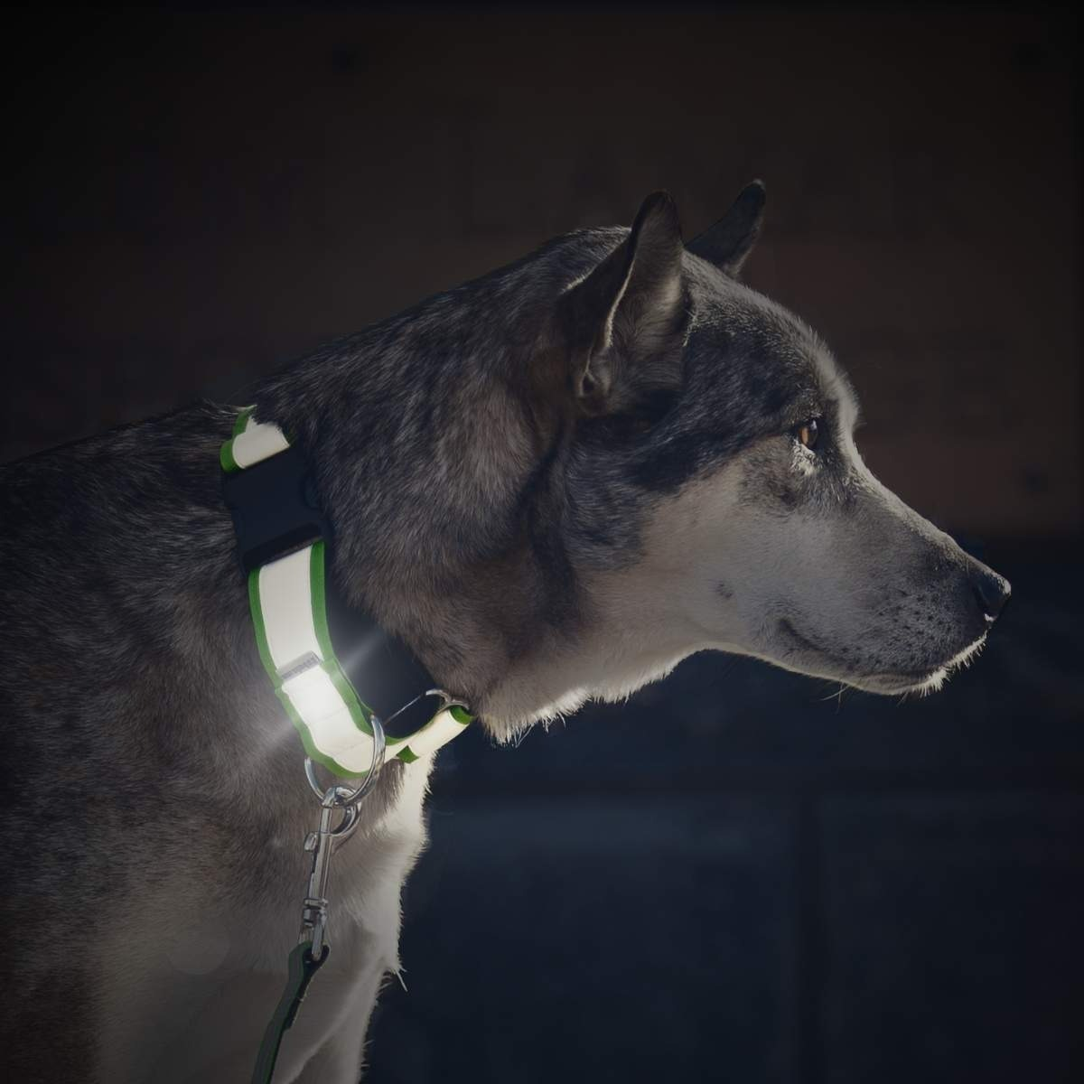 reflective collar on dog