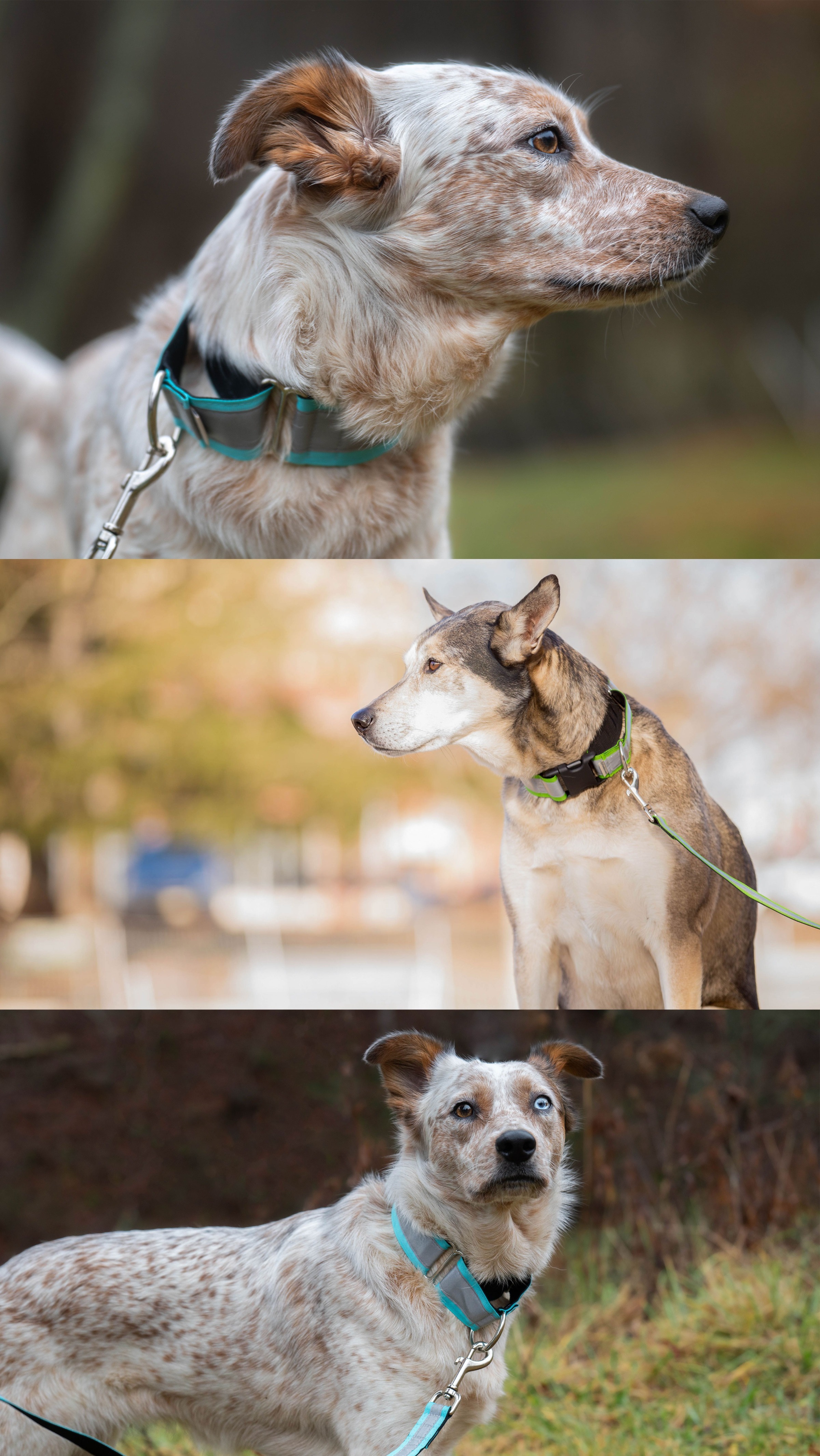 dogs with collars