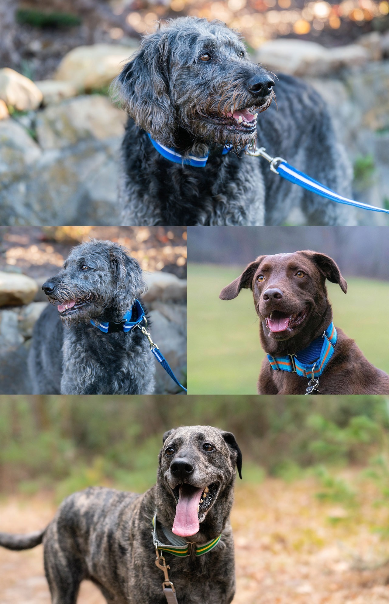 pictures of dogs with collars