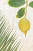Citron Palm Disposable Airlaid Buffet / Guest Napkins - Pack of 16
