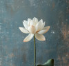 White Lotus Disposable Airlaid Buffet/Cocktail Napkins, Soft Luxury Linen-Feel Napkins for Parties, Weddings & Events - 20 Pack