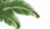 Altoona Design Jewish New Year South Beach Disposable Placemats Heavyweight Disposable Paper, Heat Resistant Non Slip for Dining Kitchen Sukkos Holiday Party Decor 12.5 x 18.5 Inch, 24 Sheets
