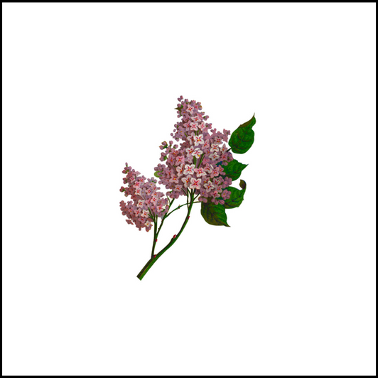 Flourish Disposable Airlaid Buffet / Cocktail Napkins - Pack of 20