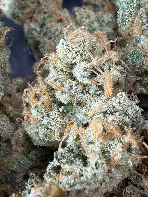 WHITE BUFFALO