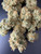 WHITE BUFFALO