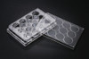 SPL 12 Well Cell Culture Plates