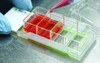 SPL Cell Culture Chamber slide