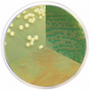 Alpha - Vibrio Chromogenic Agar