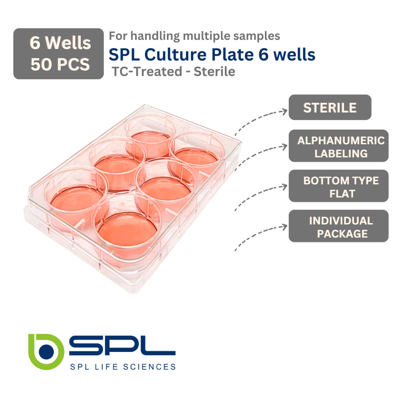 SPL 6 wells Cell Culture Plate  30006
