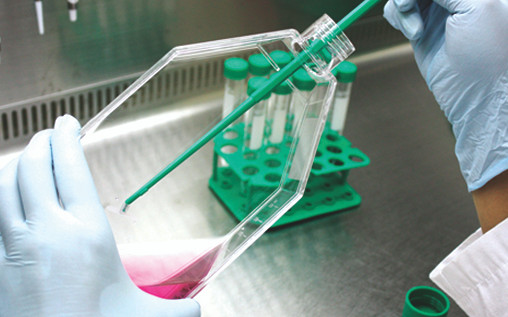 SPL Cell Culture Flask with Plug Cap, Sterile, 25 cm², Clear, Sleeve of