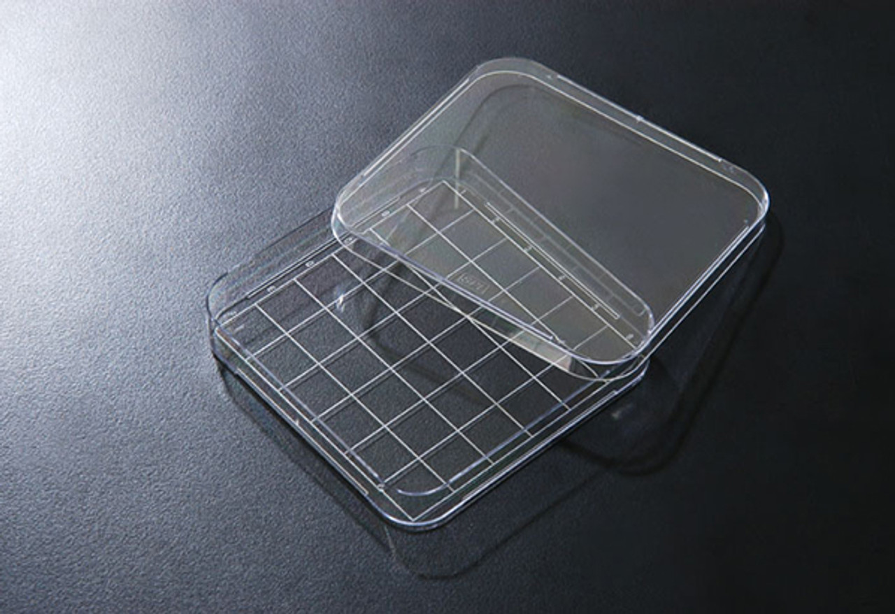 Square Dish