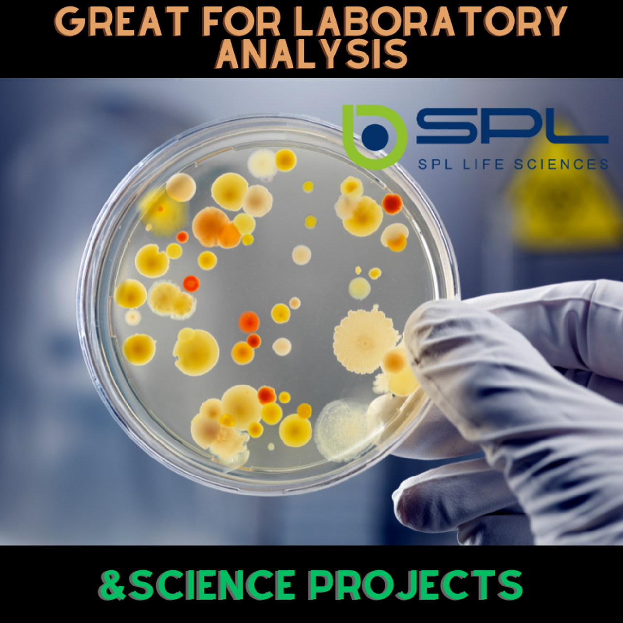 SPL Petri Dish 50 x 15 mm with Non Vents Lids