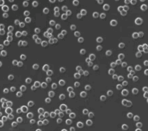 ORF - Suspension Chinese Hamster Ovary (CHO) Cells