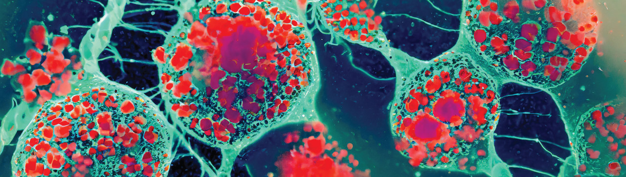 Gut Microbiota as a Regulator of Neurodevelopmental Gene Pathways