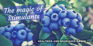 The magic of Stimulants: healthier and nourished crops