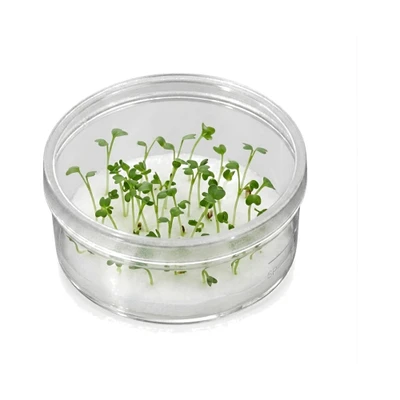 SPL Plant Culture Dish 310100