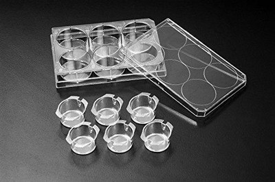 SPL Inserts Hanging PET membrane Translucent, 24 mm diameter, 3.00 µm pore, Sterile, Package 6 inserts in 6 wells plate, Case of 4 Plate
