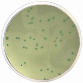 Alpha - Listeria Chromogenic Aga