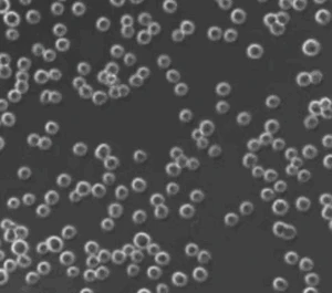 ORF - Suspension Chinese Hamster Ovary (CHO) Cells