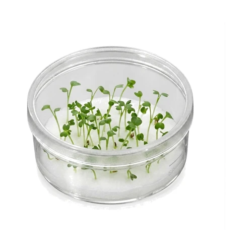 SPL Plant Culture Dish 310100