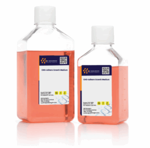 ORF - Chinese Hamster Ovary, K1 (CHO-K1) Cells