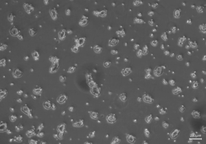 ORF - Human Embryonic Kidney 293 (HEK293) Cells
