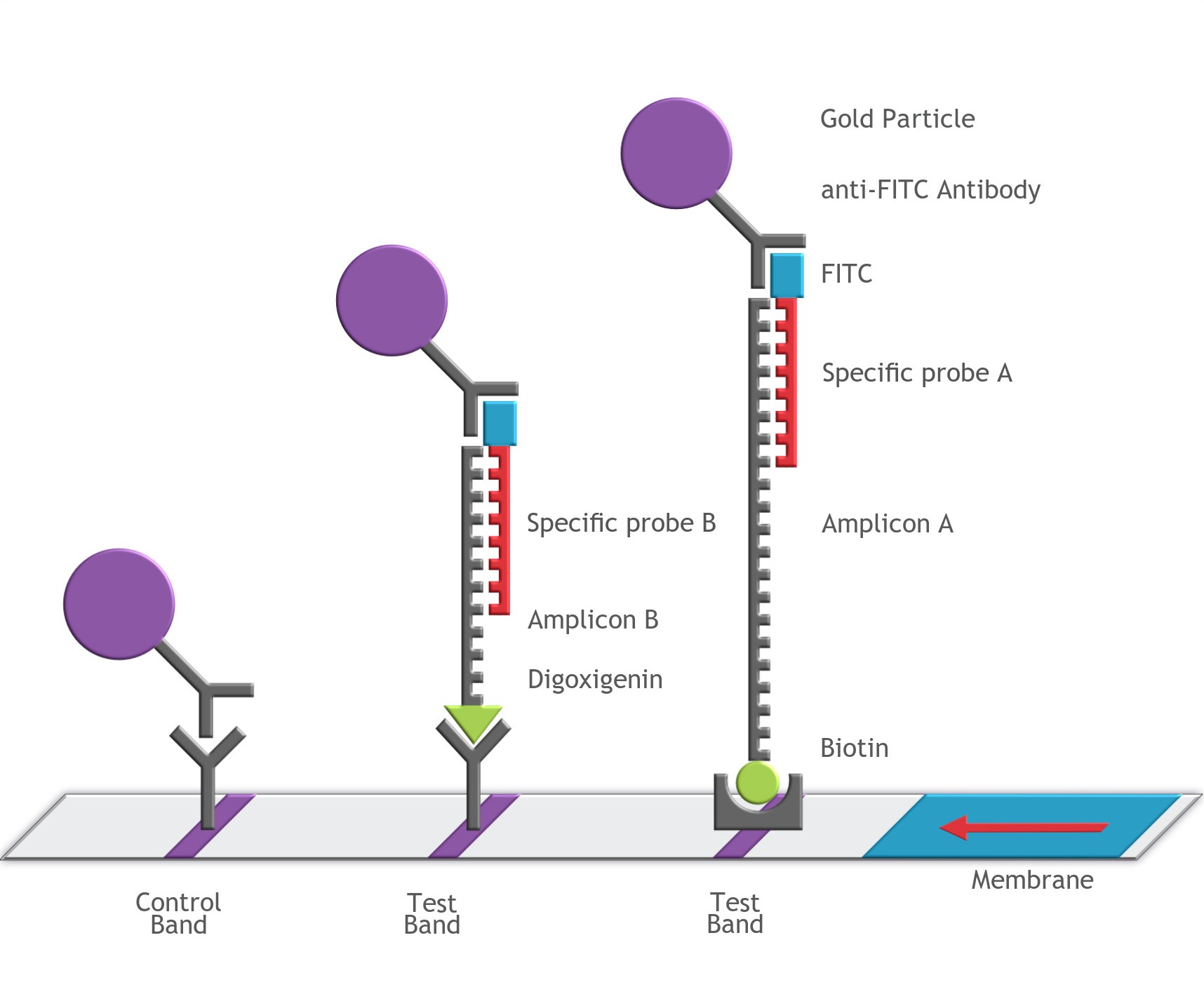 Multiplex DNA Amplicon Detection Mechanism