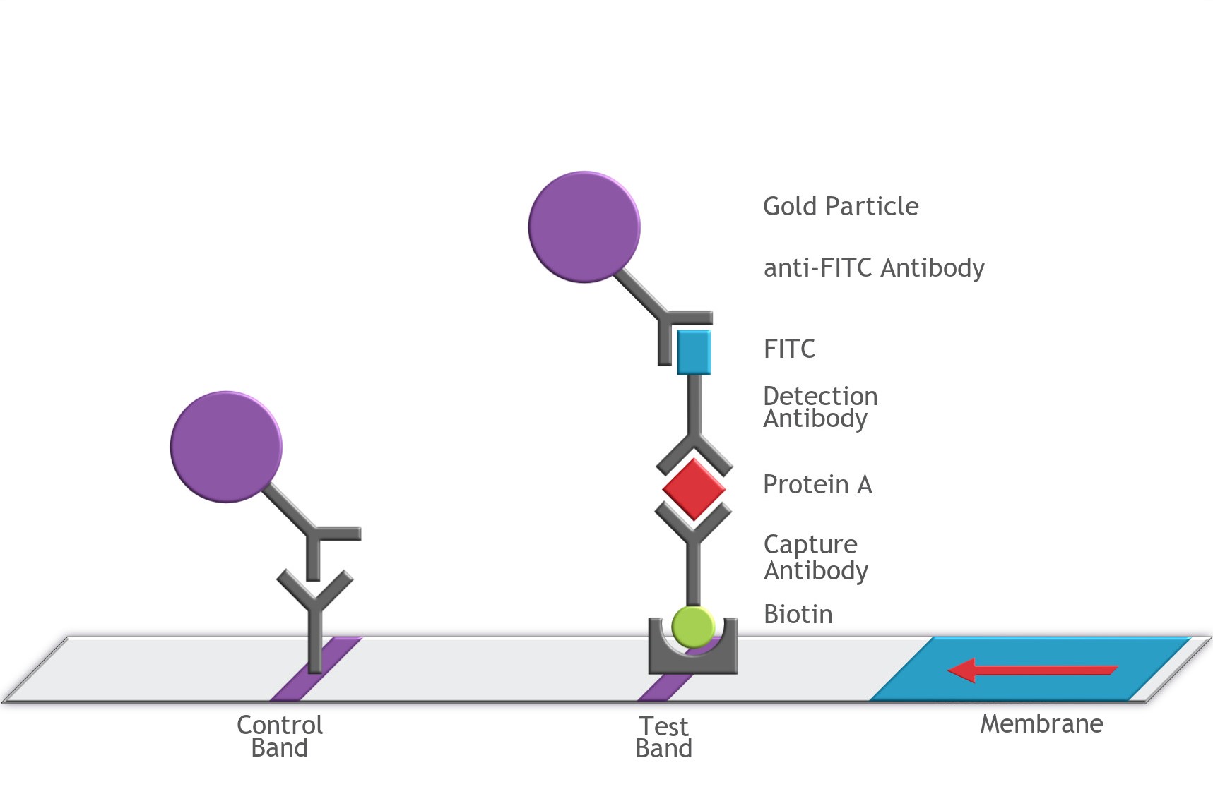 Mechanism of Protein Detection