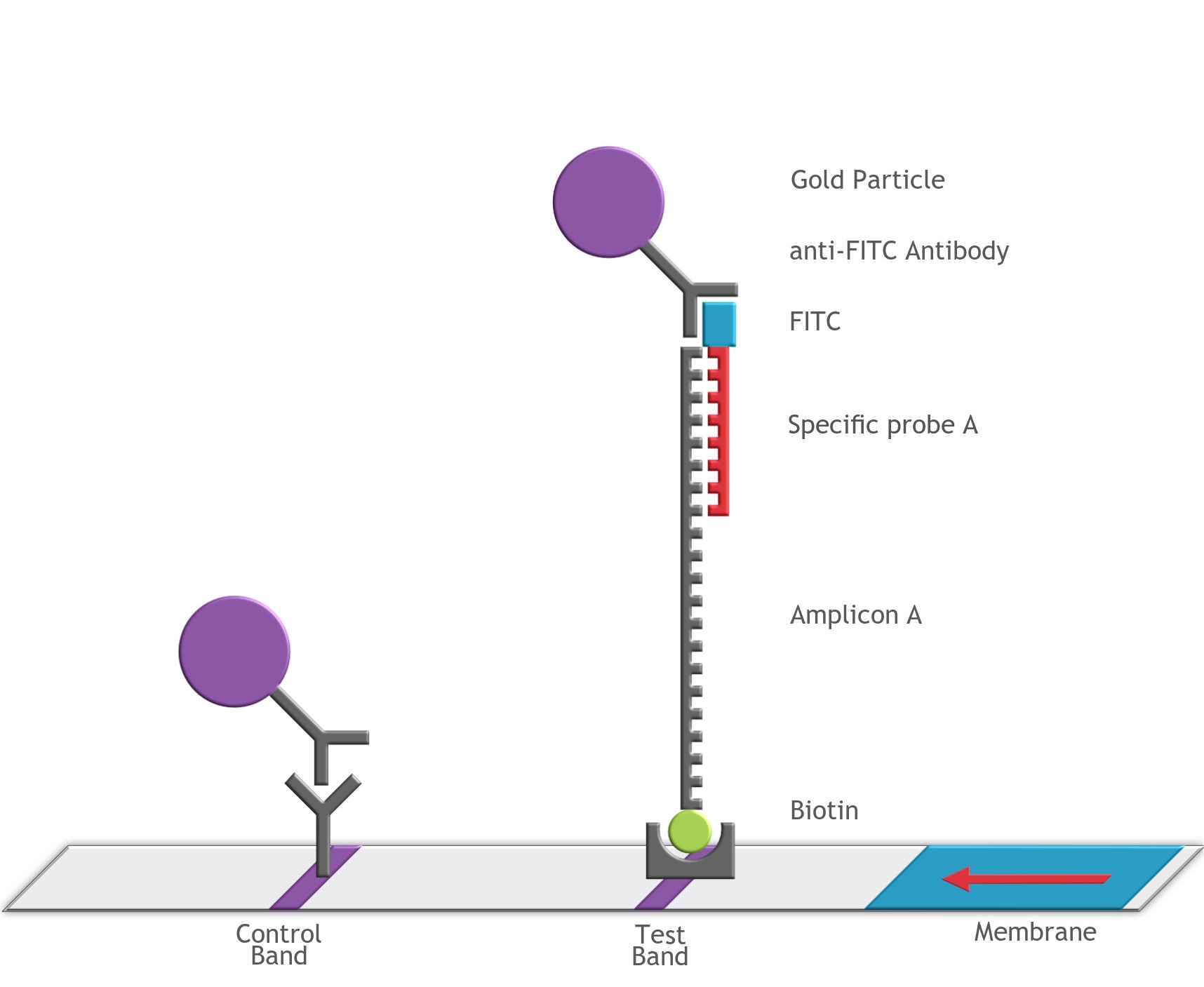 Mechanism of Genomic Product Detection