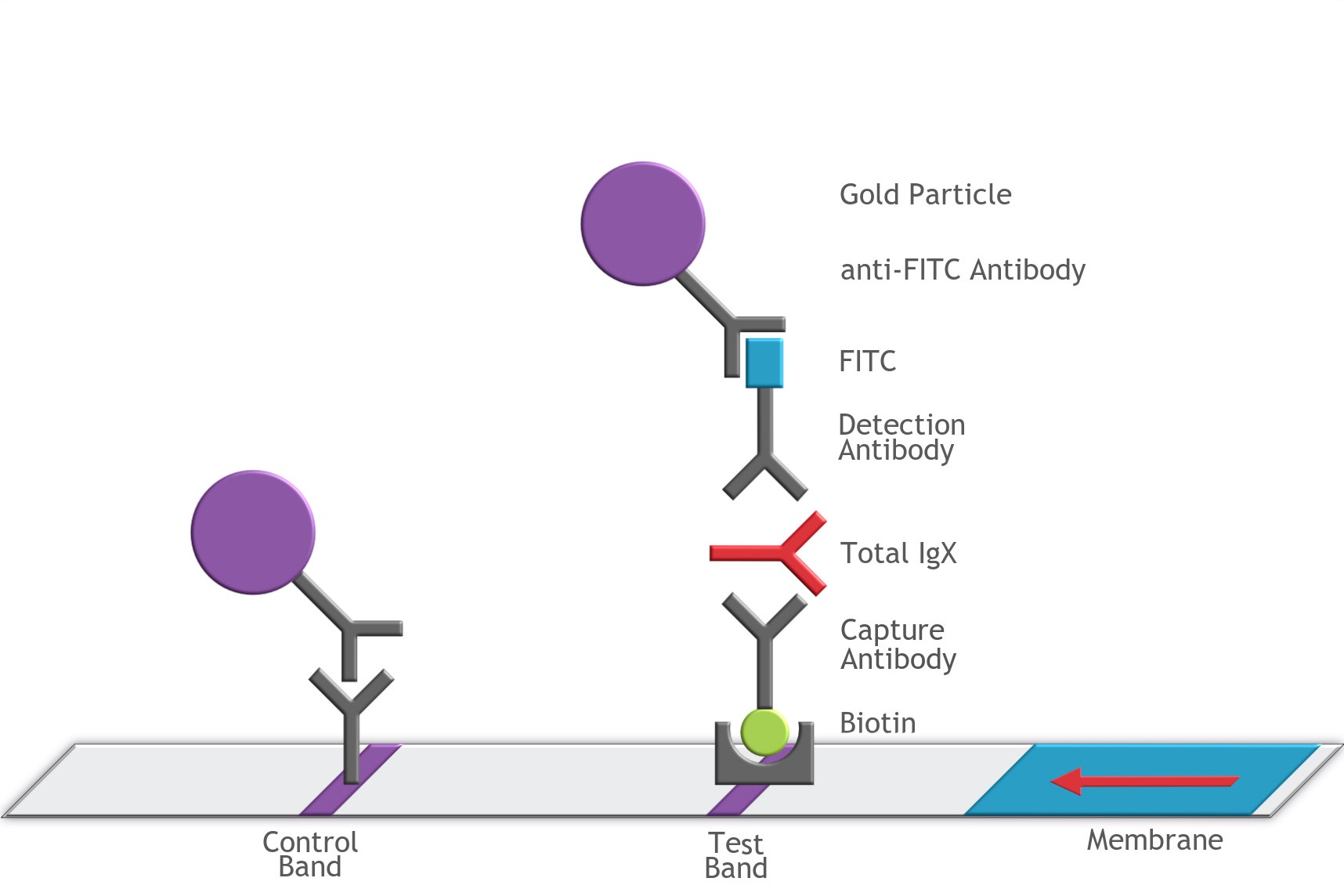 Mechanism of Antibody Detection