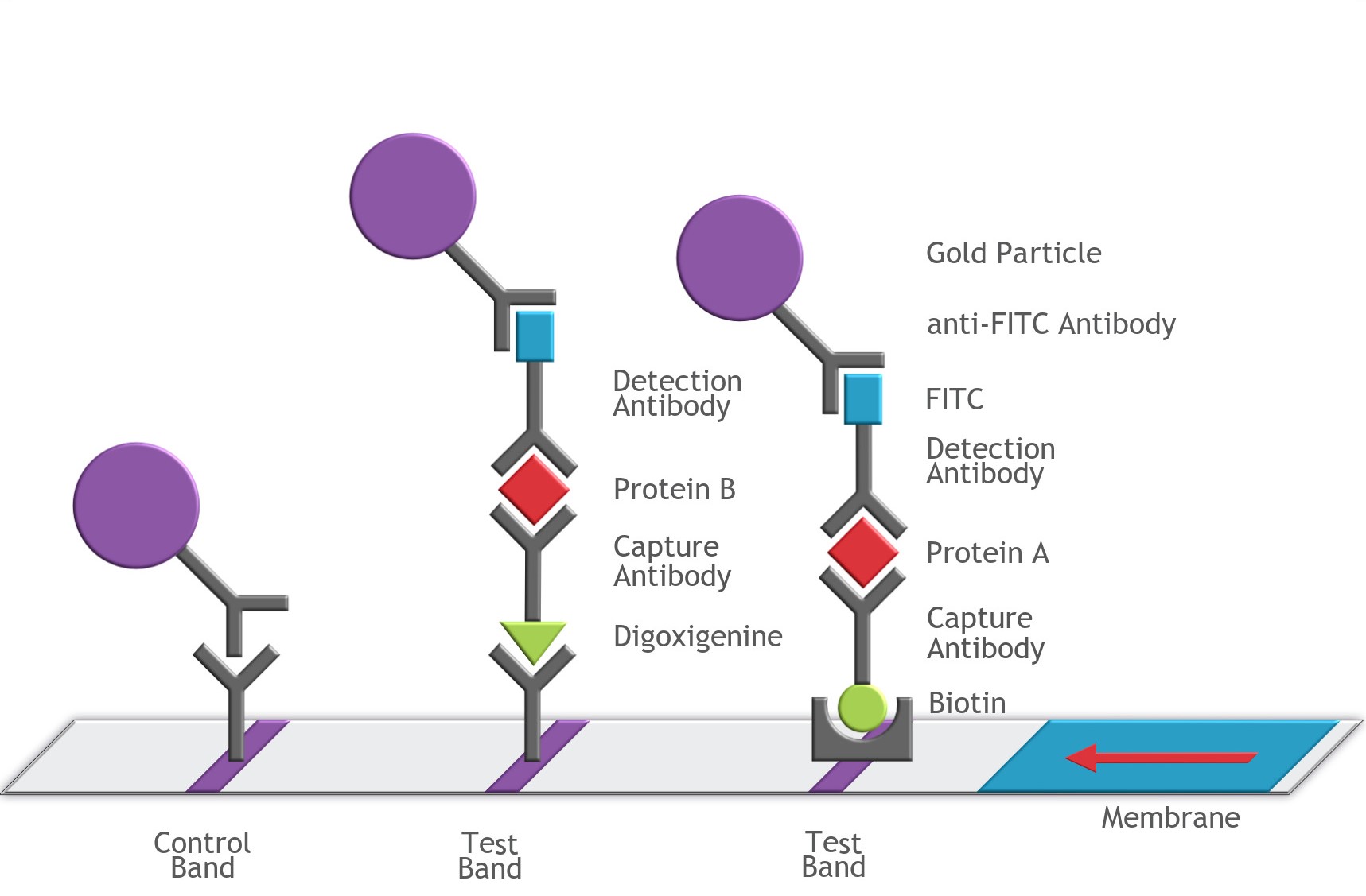 Multiplex Protein Sandwich Assay Mechanism