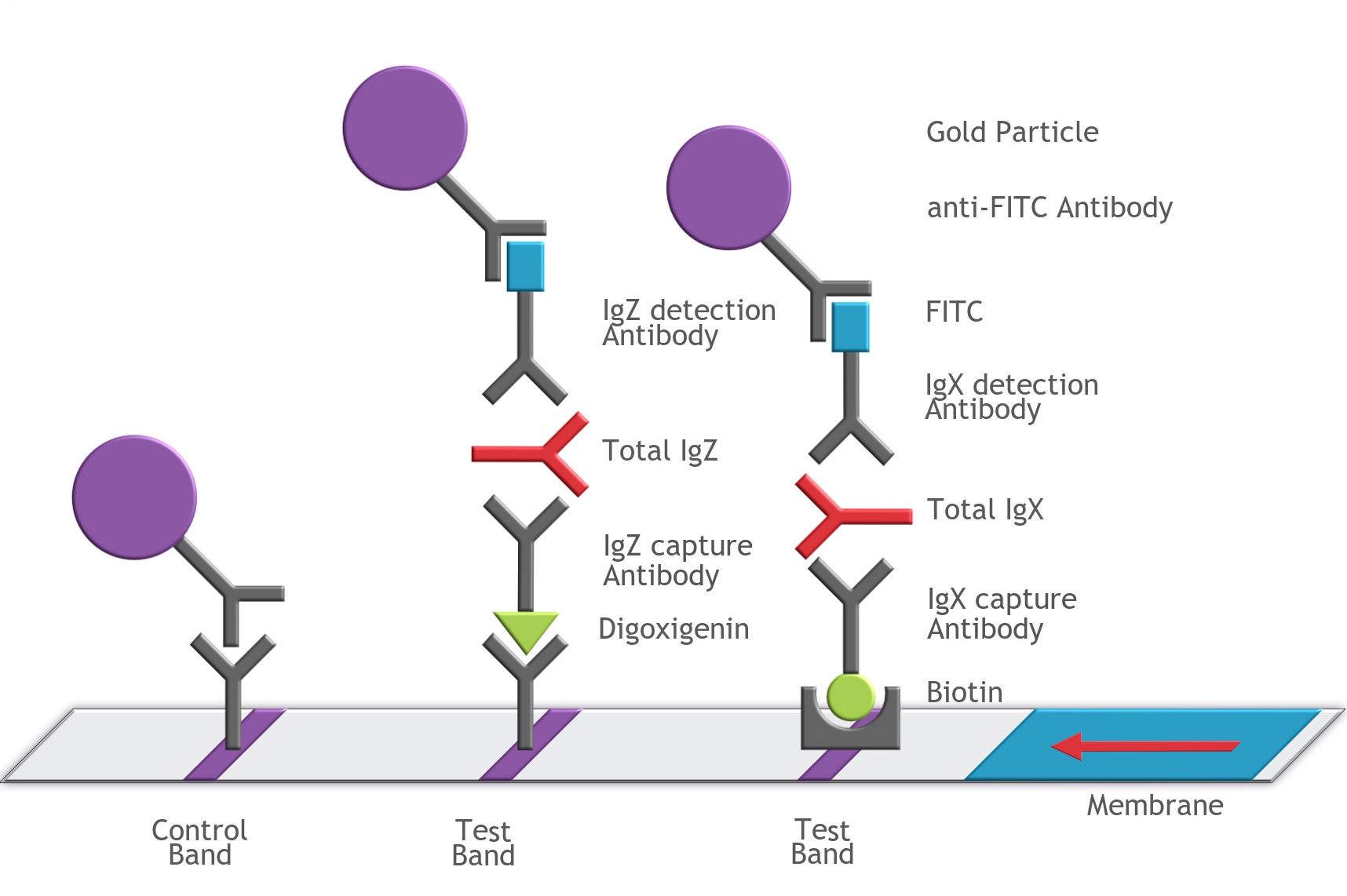 Multiplex Antibody Detection Mechanism
